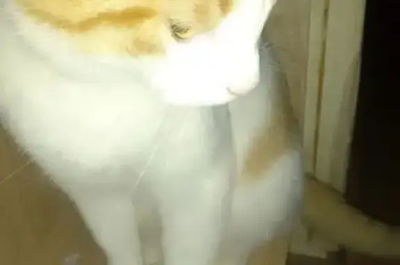 Пропала кошка, Пл. Коммун, д. 5 или 7, Колпино