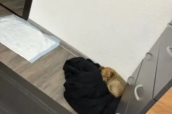 Найдена бежевая собака, Волгоград