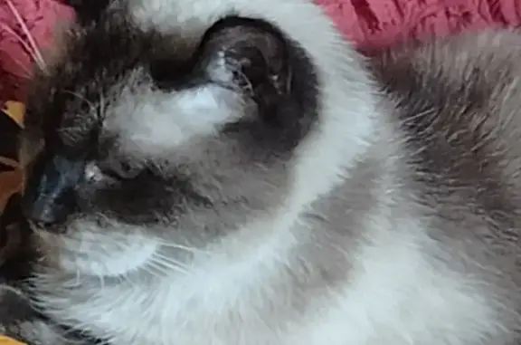 Кошки потеряшки, Белгород, фото: Потеряшка кошка, 2-й Вольный пер., Белгород