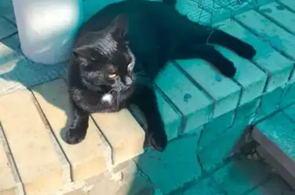 Найдена кошка, Севастополь, фото: Найдена кошка, Супруна 20, Севастополь