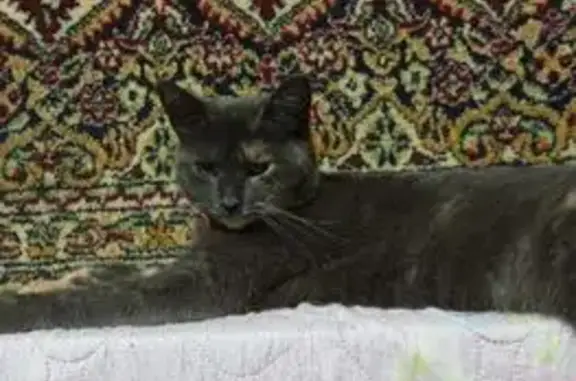 Пропала кошка, Гагарина 60 к8, Н. Новгород