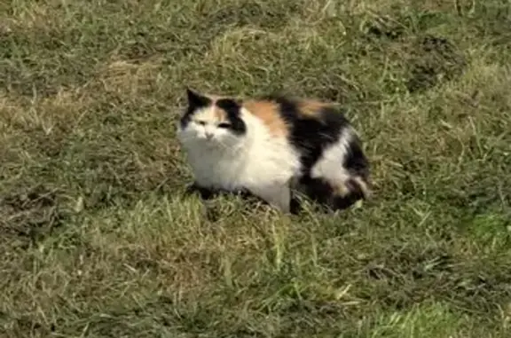 Кошка найдена: ул. Маршала Новикова, СПб