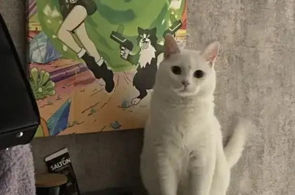 Кошки потеряшки, Курск, фото: Потеряшка белая кошка, Садовая 3, Курск