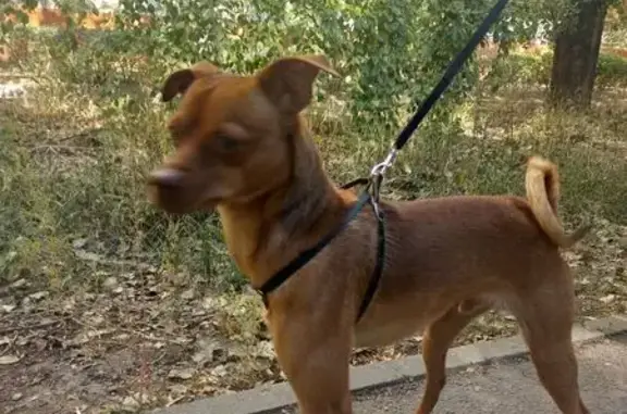 Найдена собака, Волгоград, фото: Собака найдена: Петровская, 14, Волгоград