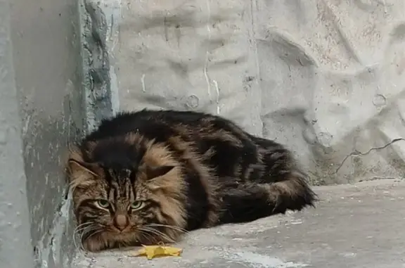 Кошка найдена, ул. Обручева 30/1, Москва