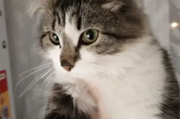 Найденные животные Томск, фото: Кошка найдена: 3-я Рабочая, 9, Томск