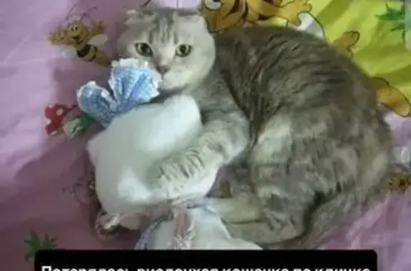 Кошки потеряшки, Энгельс, фото: Потеряшка кошка Ириска, Энгельс, Студенческий 2