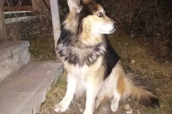 Найдена собака, Тверь, фото: Найдена собака у Пятёрочки, Строителей 6