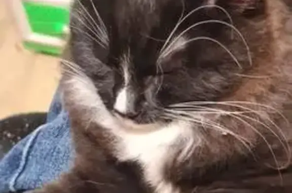 Кошки потеряшки, Златоуст, фото: Потеряшка кошка, Златоуст, пр. Гагарина 4-я линия