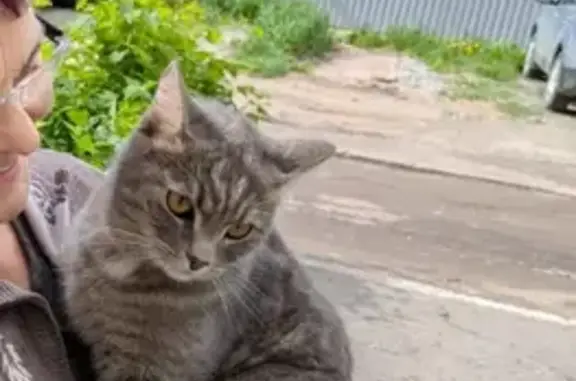 Пропала кошка, Омск, ул. Нефтезаводская