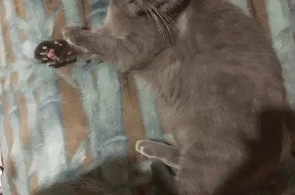 Кошки потеряшки, , фото: Потеряшка кошка, ул. Тявкина, Сухиничи