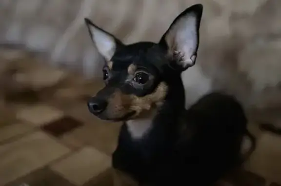 Собаки потеряшки, , фото: Потеряшка собака на Шестаковой/Суздальского