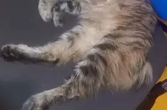 Кошки потеряшки, Владивосток, фото: Потеряшка кошка, Шилкинская 6, Владивосток