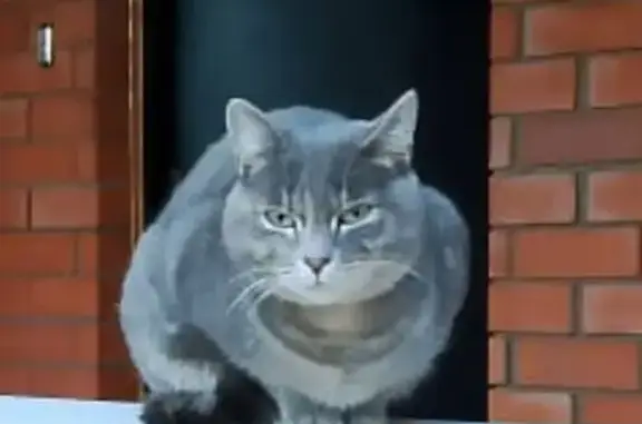 Найдена кошка, Смоленка, фото: Кошка найдена на Смоленке, Амур