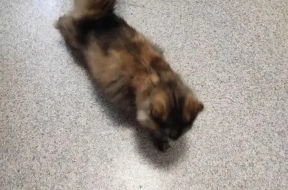 Кошка найдена, ул. Нахимова 3, Владивосток