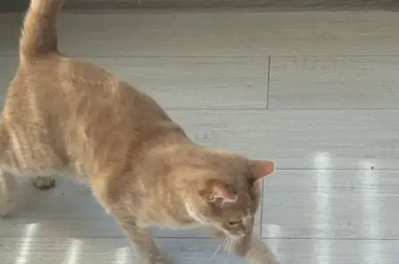 Пропала кошка в Добровском, Крым