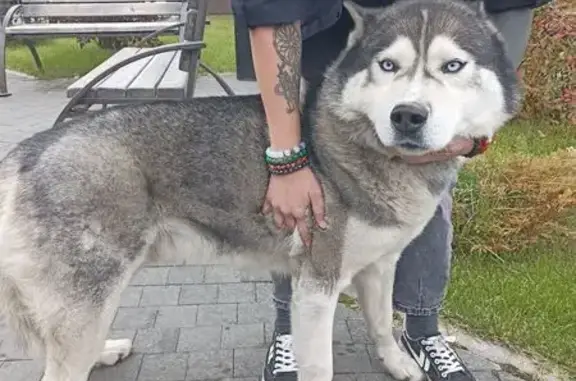 Найдена собака, Иркутск, фото: Хаски найдена, Кожова 38А, Иркутск