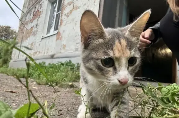 Кошка найдена на Гужевой улице, Ярославль