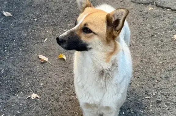 Найдена собака, Оренбург, фото: Собака найдена: Ленинская 3/1, Оренбург