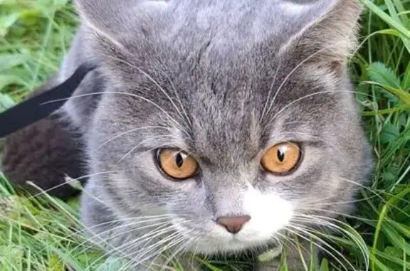 Кошки потеряшки, Савватьевское торфопредприятие, фото: Потеряшка кошка: Западная ул., Савватьево