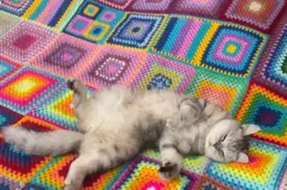 Пропала кошка, Перелётная ул. 22, Сириус