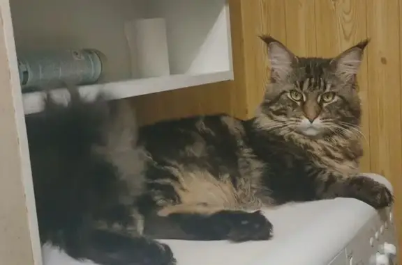 Пропала кошка, ул. Оганова, 16, Ростов-на-Дону