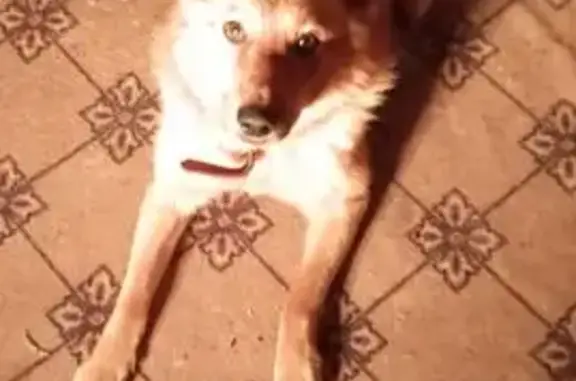 Собаки потеряшки, , фото: Потеряшка собака, Карелия