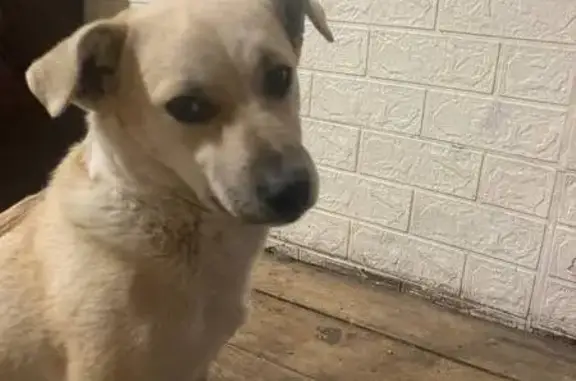 Найдена собака, Минусинск, фото: Собака найдена: ул. Трегубенко, 56Г