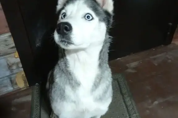 Найдена собака, Кохма, фото: Найдена собака, ул. Шеевых, 11, Кохма