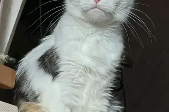 Кошки потеряшки, Тюмень, фото: Потеряшка кошка, Калининская 14, Тюмень