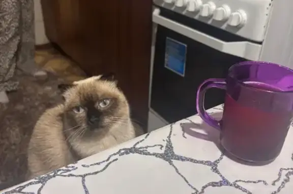 Кошки потеряшки, Бийск, фото: Потеряшка кошка, ул. Пугачёва 2/1, Бийск