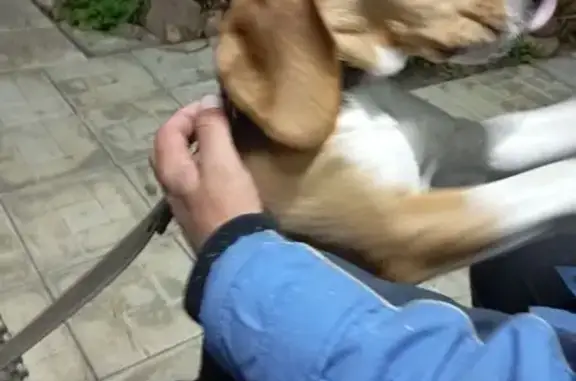 Найдена собака, Юрово, фото: Найдена собака, Шоссейная ул, 11А