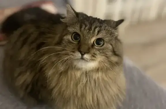 Пропала кошка на Рябиновом переулке, 1