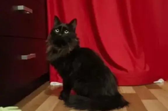 Кошка найдена: Римского-Корсакова 15Б с1