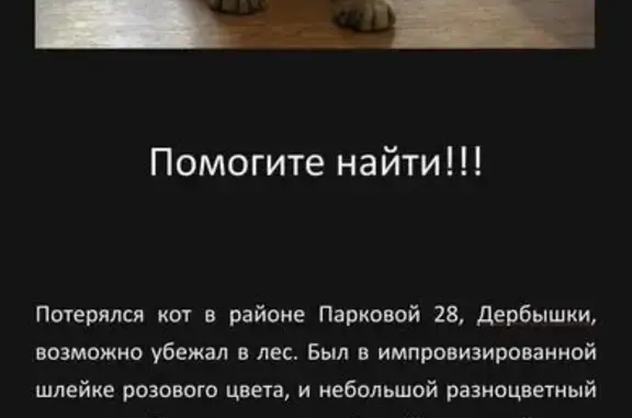 Найдена кошка, , фото: Кошка найдена, Казань, Татарстан