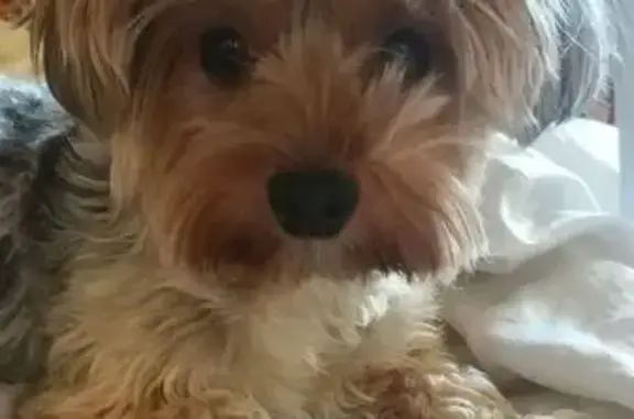 Собаки потеряшки, Москва, фото: Потеряшка собака, Волгоградский пр-т, 185/19