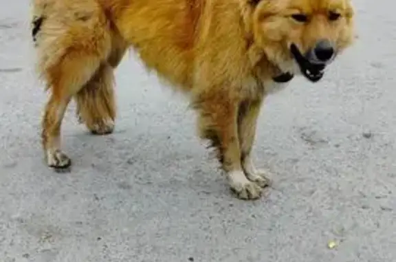 Найдена собака, Свердловская область, фото: Собака найдена в Большом Истоке