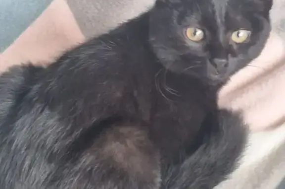 Пропала чёрная кошка, Ленинградская 25А