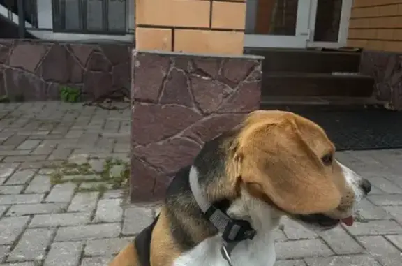 Найдена собака, Наро-Фоминск, фото: Бигль найден: ул. Найдова-Железова 66