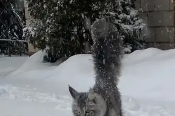 Кошки потеряшки, , фото: Потеряшка кошка, Оборонная ул., 7, Ижевск