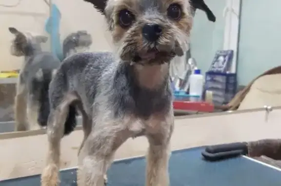 Собаки потеряшки, Санкт-Петербург, фото: Потеряшка собака, ул. Адмирала Черокова