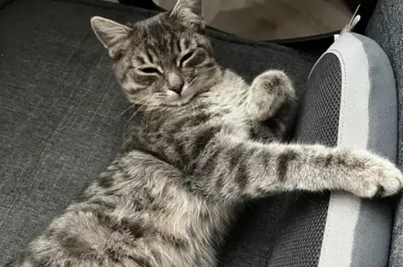 Найдена кошка, Кострома, фото: Кошка найдена: Берёзовый проезд, 2, Кострома