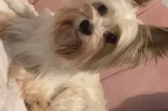 Найдена собака на Романовской, 1/31, Мурино