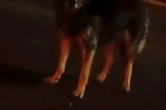 Собаки потеряшки, Красноярск, фото: Потеряшка собака на ул. Вавилова, 1 с46