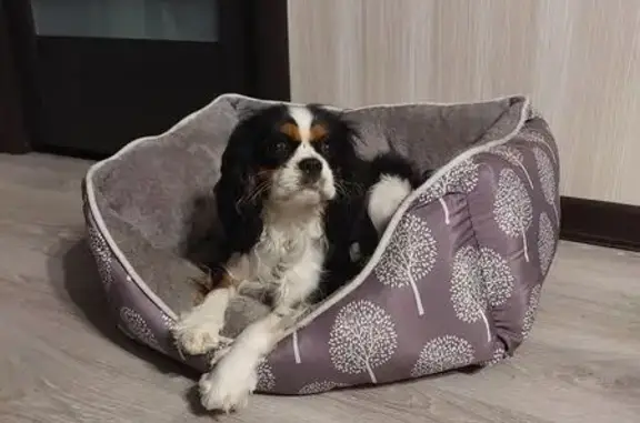 Собаки потеряшки, Петровское, фото: Потеряшка собака, село Петровское, 12