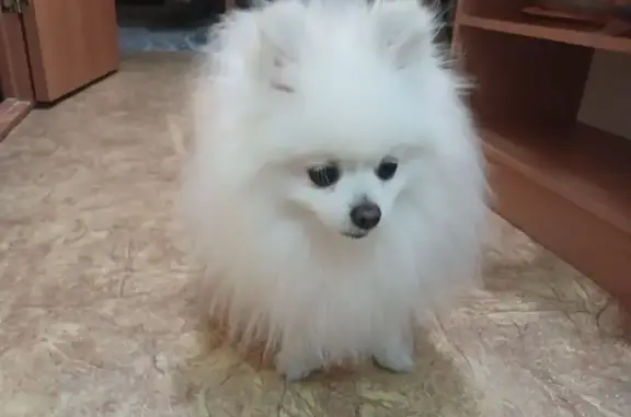 Найдена собака, Тамбов, фото: Найдена собака, ул. Рылеева, 91А, Тамбов