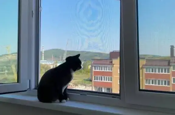 Кошки потеряшки, Октябрьский (Московская обл.) (Москва и Московская обл.), фото: Потеряшка кошка, ул. Насырова, 16