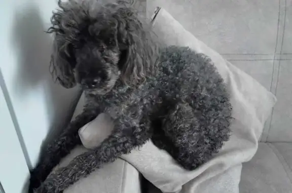 Собаки потеряшки, Старые Камышлы, фото: Потеряшка той-пудель в СНТ СОКОЛ, Башкортостан