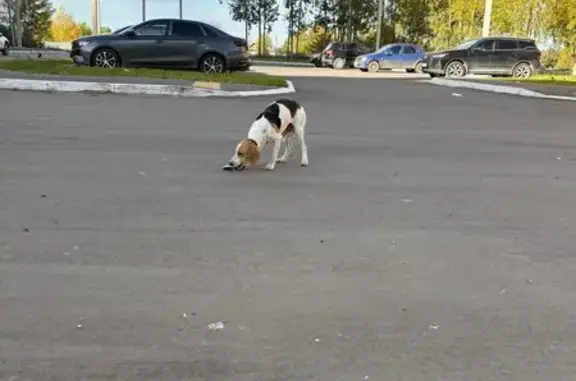 Собака найдена: Западная ул. 15, Йошкар-Ола