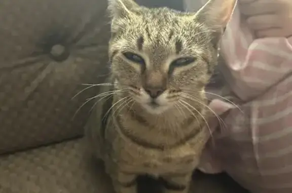 Беременная кошка найдена, Аскизская ул.